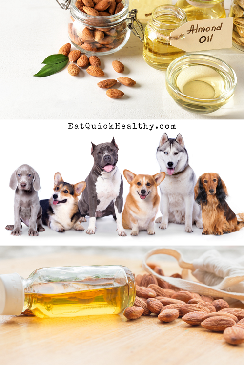 Almond Oil For Dogs Is It Safe