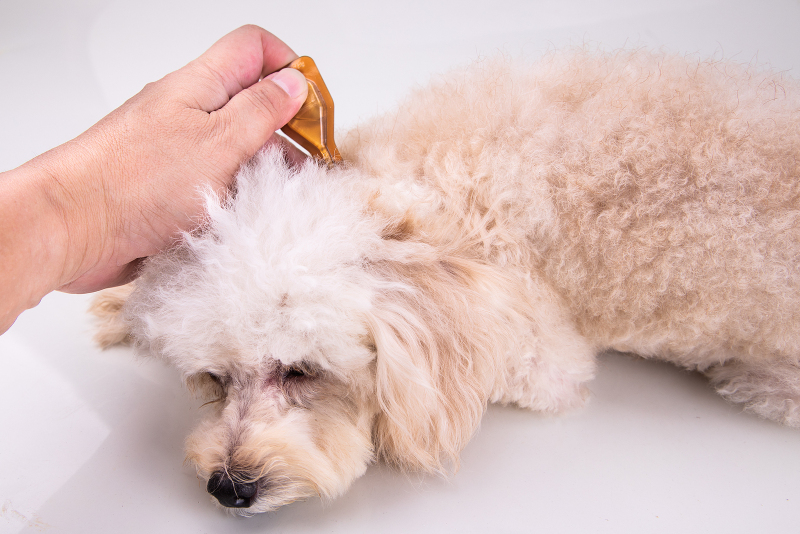 Can You Use Castor Oil For Dogs Skin? Is It Safe? [Full Guide]