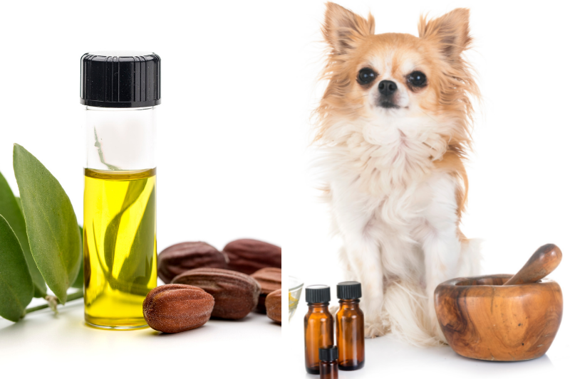 jojoba oil for dogs