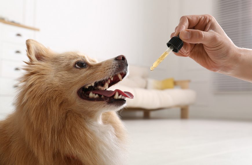 Can Dogs Eat Avocado Oil? Can You Use Avocado Oil For Dogs Skin? Full Guide!