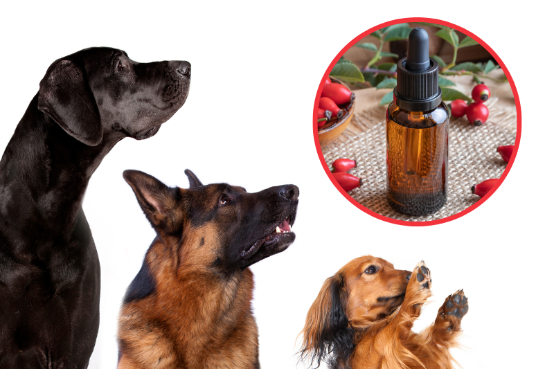 Can Dogs Eat Rosehip Oil? Can You Use Rosehip Oil For Dogs Skin? Full Guide!